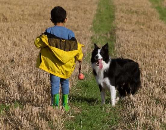 kisfiú és kutya