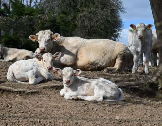 szarvasmarha, lépfenével fertőződött a Békés vármegyei bácsi