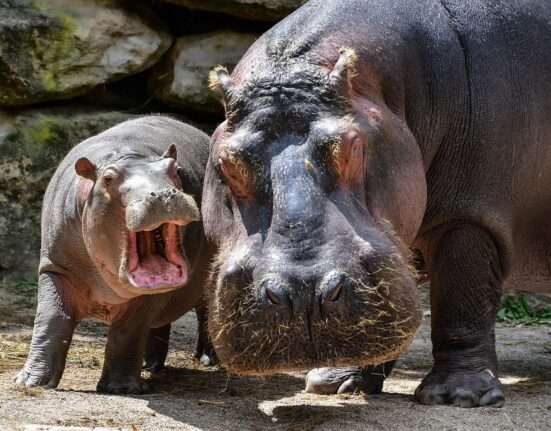 nagy víziló és kis viziló