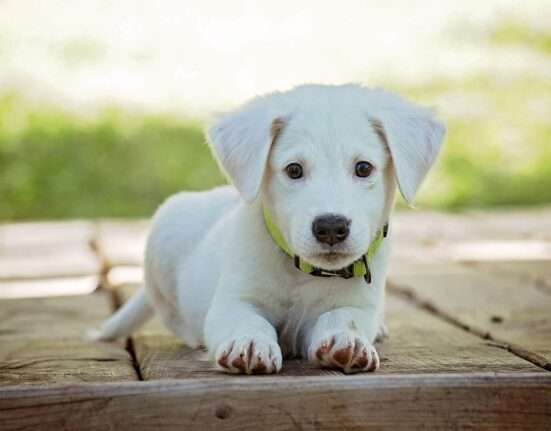 fehér kutya, kiskutya