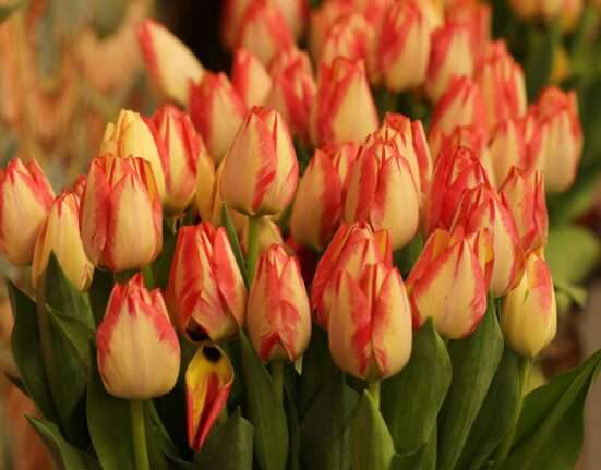 tulipán Virágot lopott a boltból pofátlan tolvaj, Heni visszaszerezte tőle