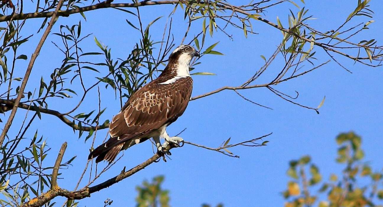 halászsas Fotó: Balatonfelvidéki Nemzeti Park