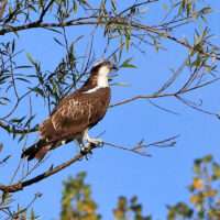 halászsas Fotó: Balatonfelvidéki Nemzeti Park