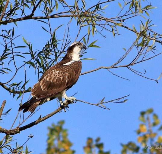 halászsas Fotó: Balatonfelvidéki Nemzeti Park