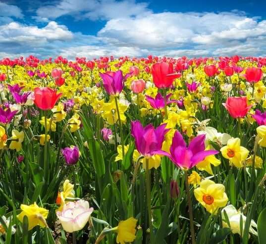 tulipánmező, tavasz