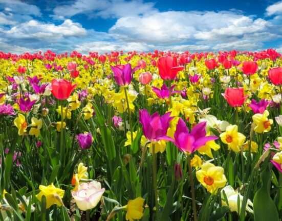 tulipánmező, tavasz