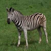 zebra