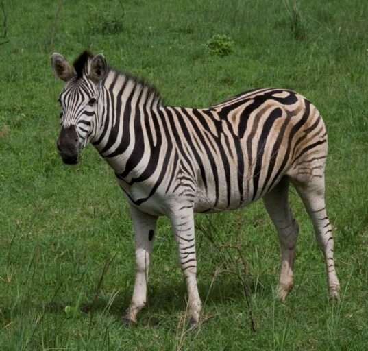 zebra
