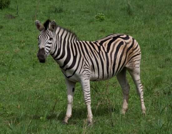 zebra